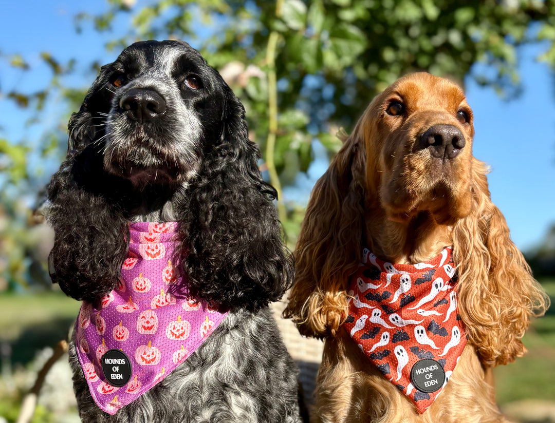 Lilac Grinning Pumpkin Halloween Dog Bandana 🎃