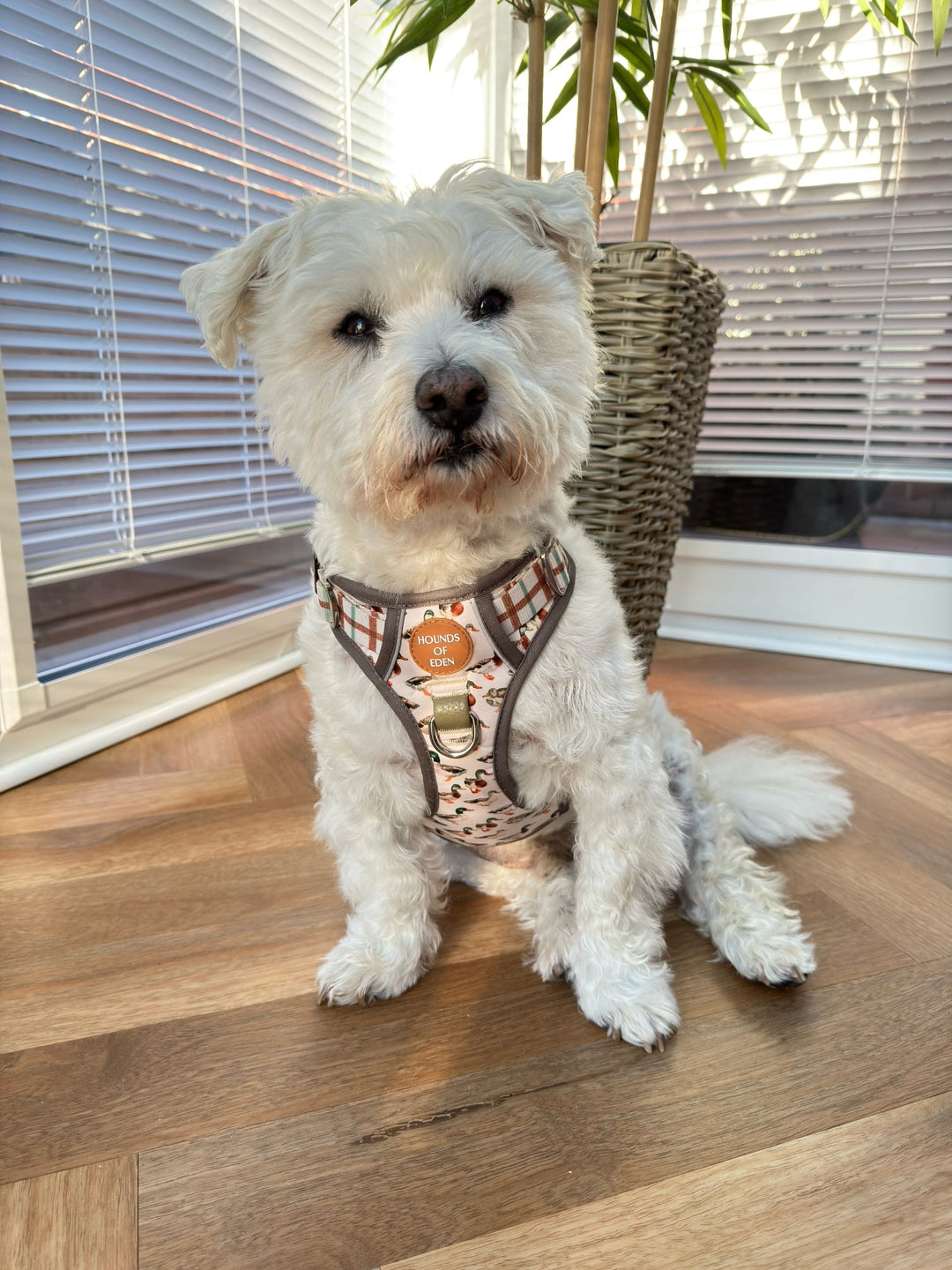 Puddle Ducks-  Supaw Strong™ Dog Harness (XS-XL)