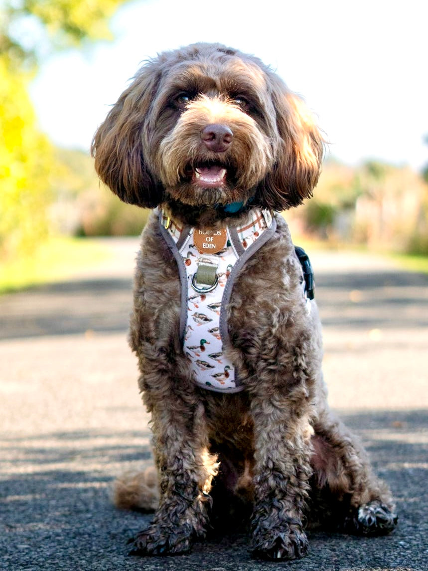 Puddle Ducks-  Supaw Strong™ Dog Harness (XS-XL)