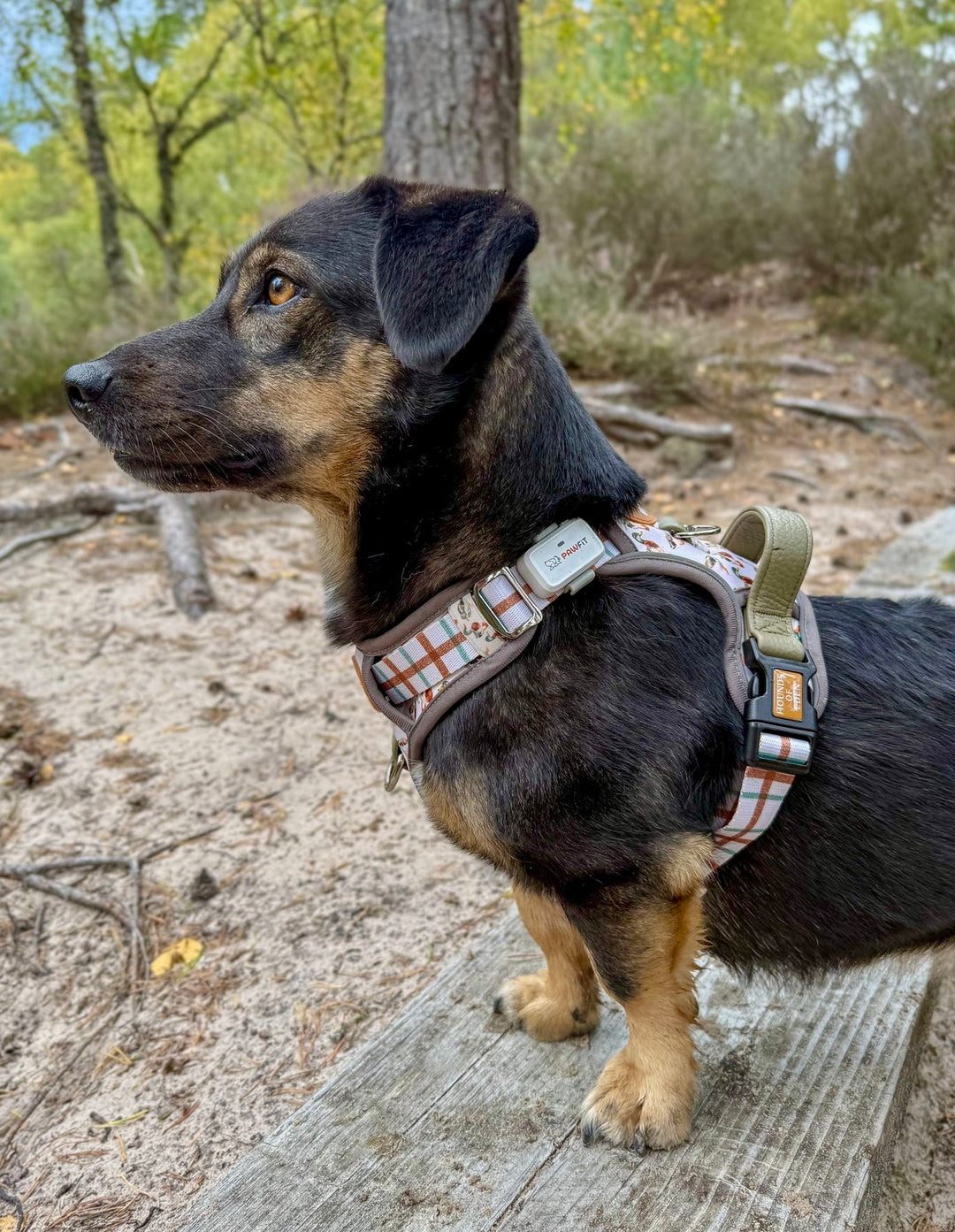 Puddle Ducks-  Supaw Strong™ Dog Harness (XS-XL)