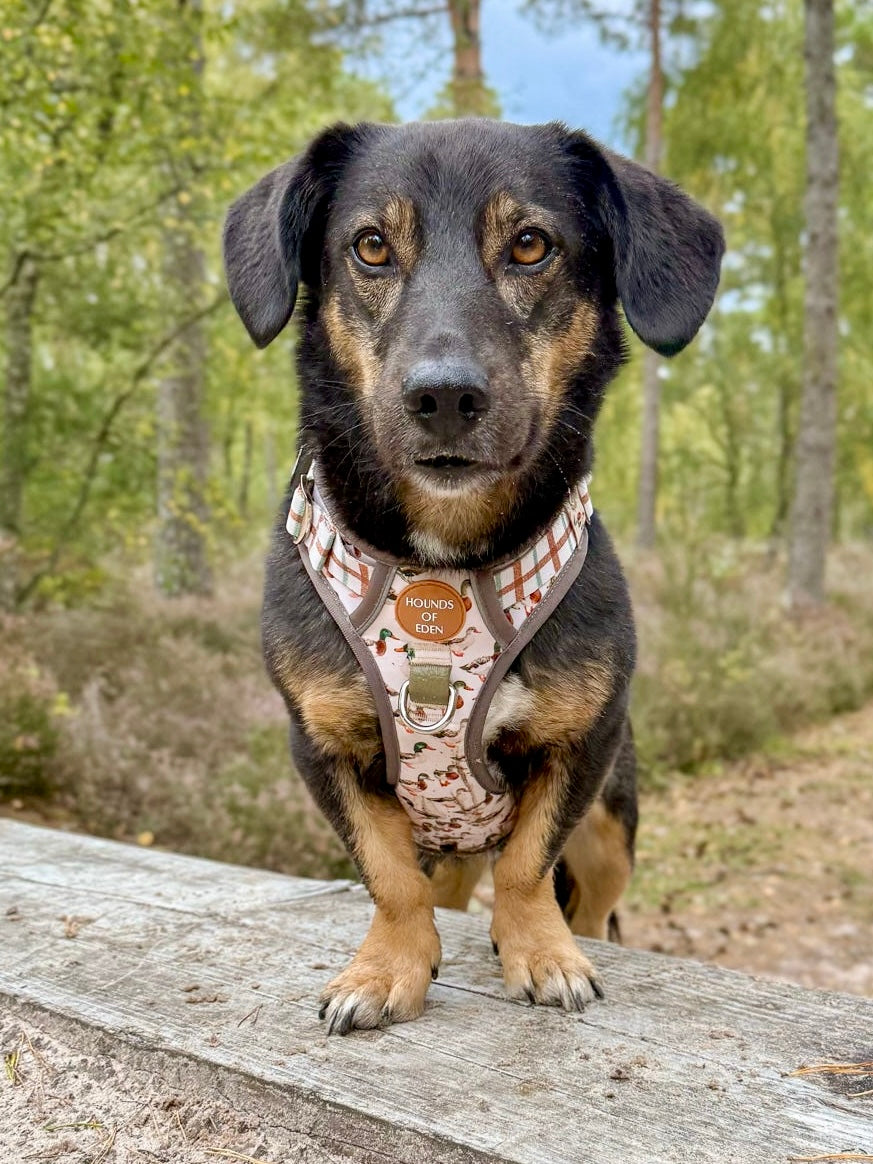 Puddle Ducks-  Supaw Strong™ Dog Harness (XS-XL)