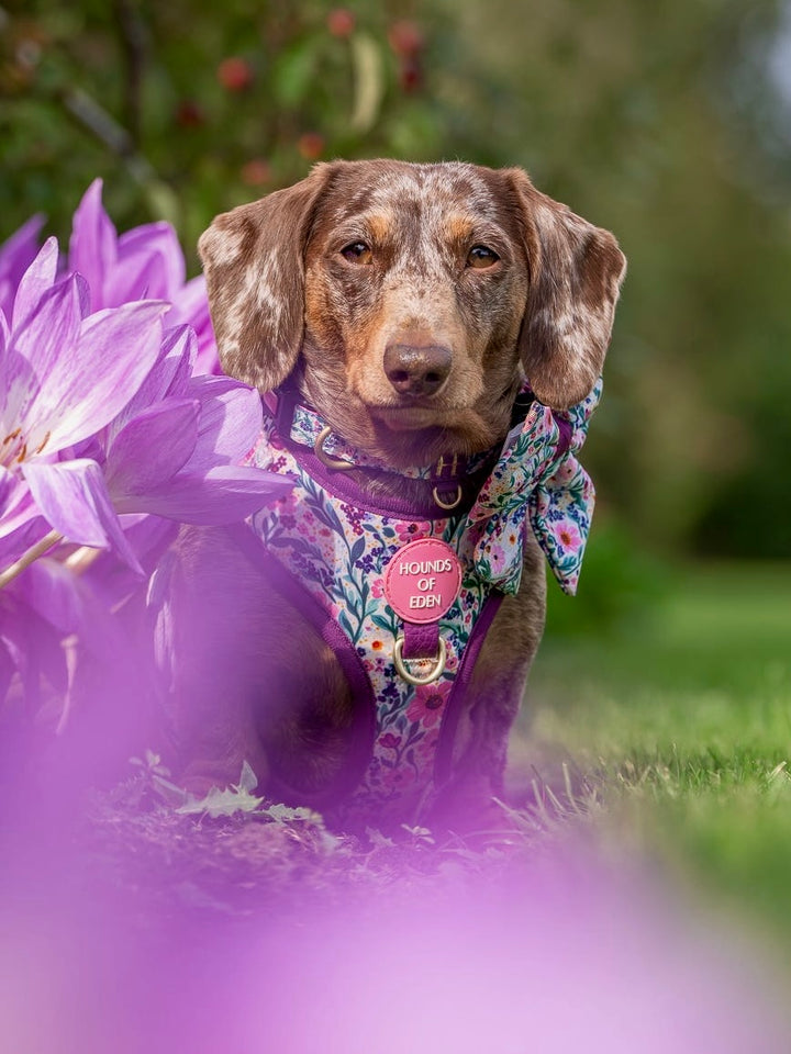 Patchy’s Plum Petals - Dog Harness (XXS-XS)