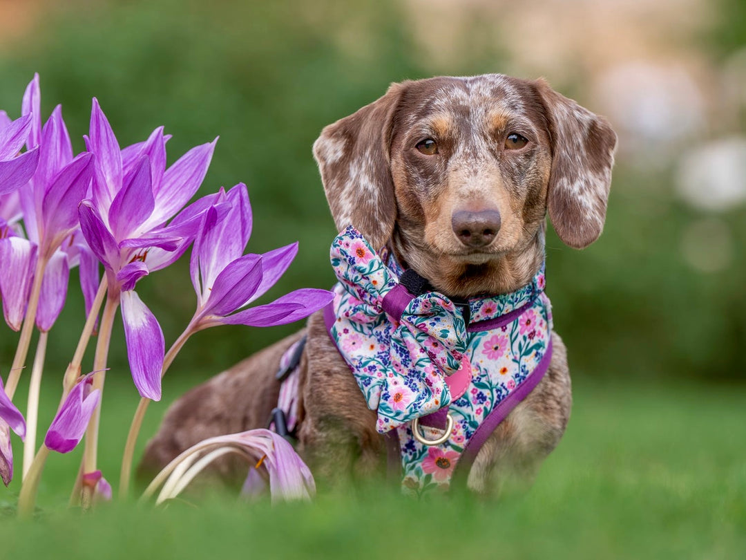 Patchy’s Plum Petals - Dog Harness (XXS-XS)