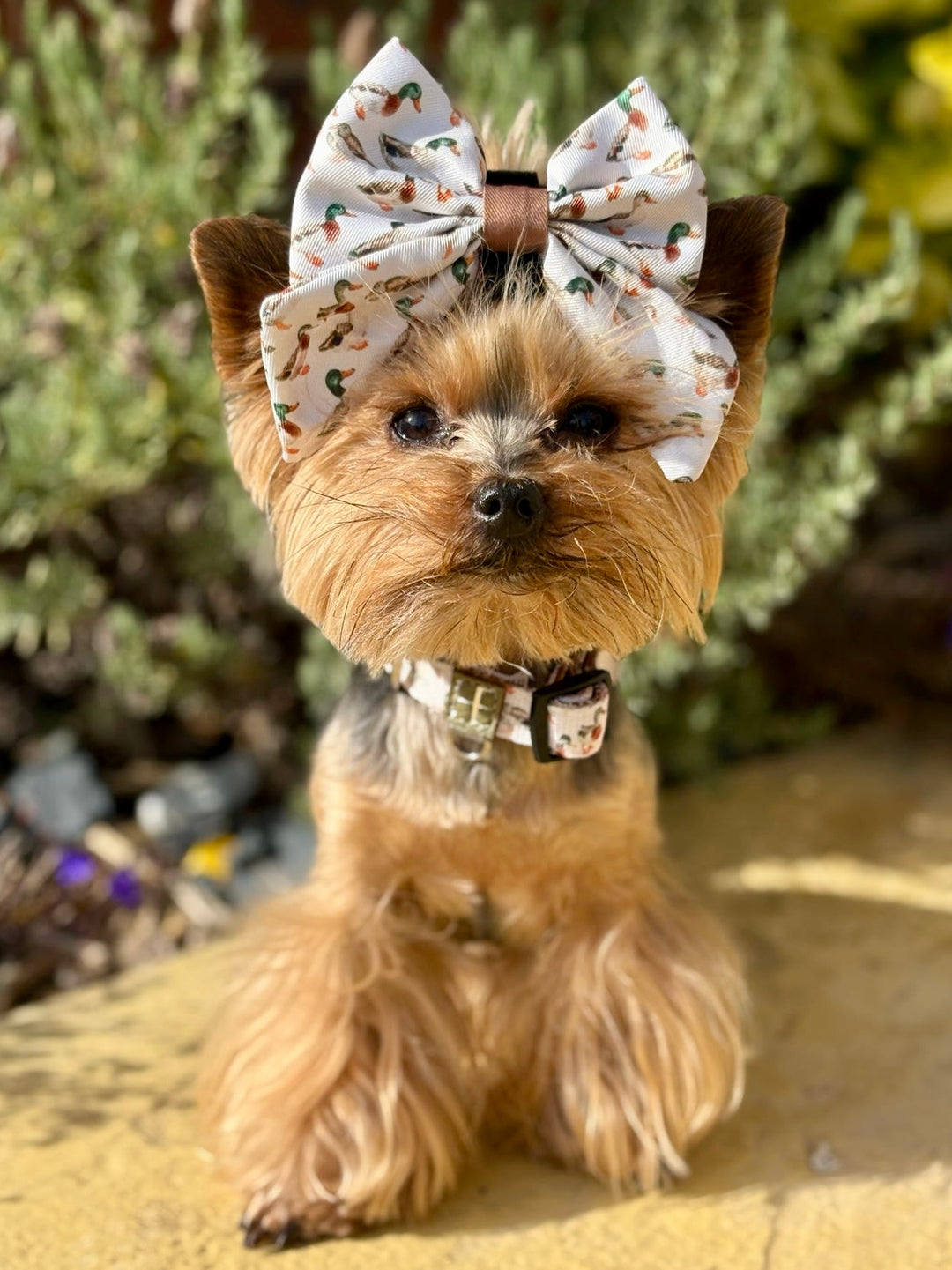 Puddle Ducks - Dog Sailor Bow Tie