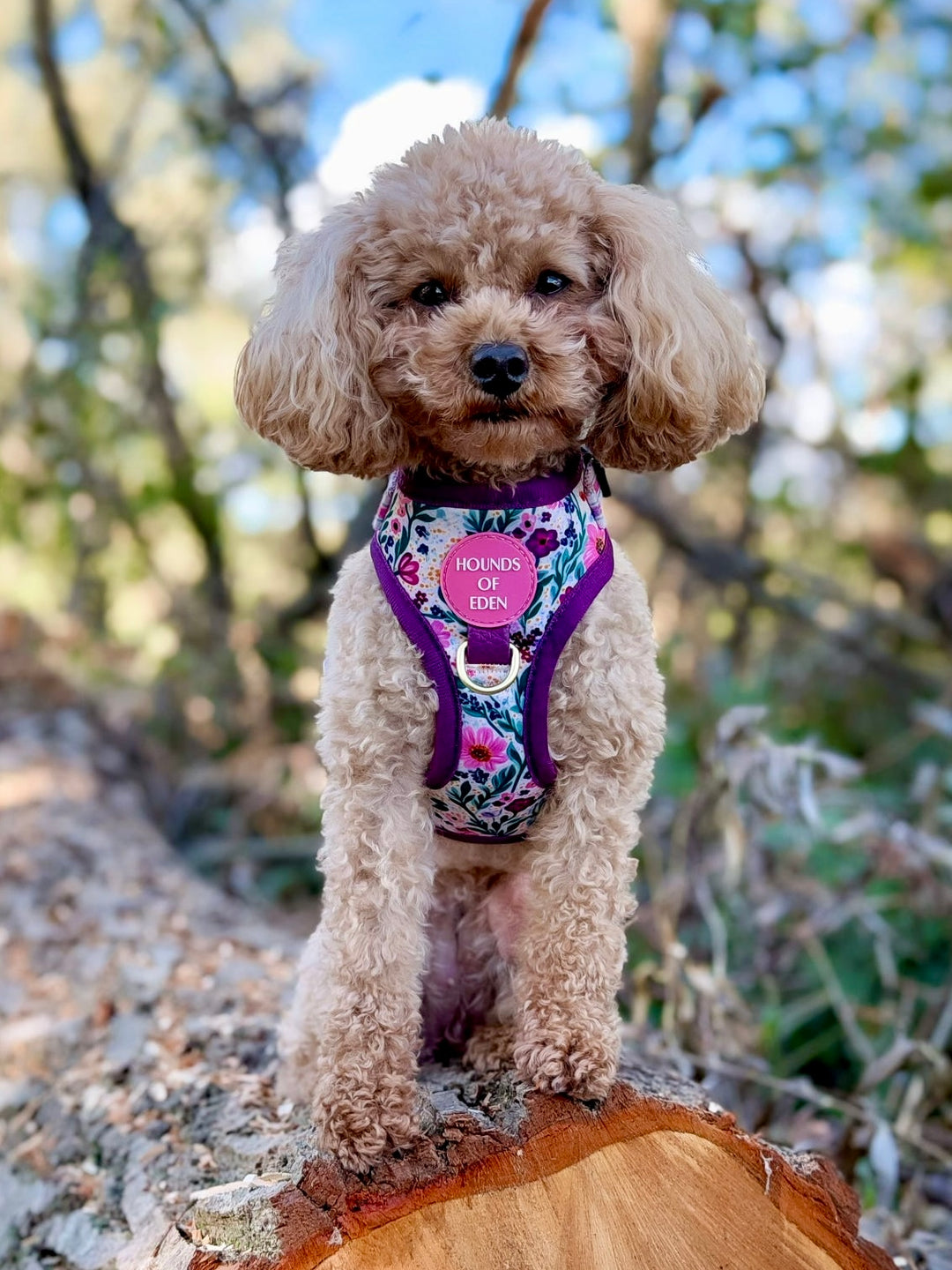 Patchy’s Plum Petals - Dog Harness (XXS-XS)