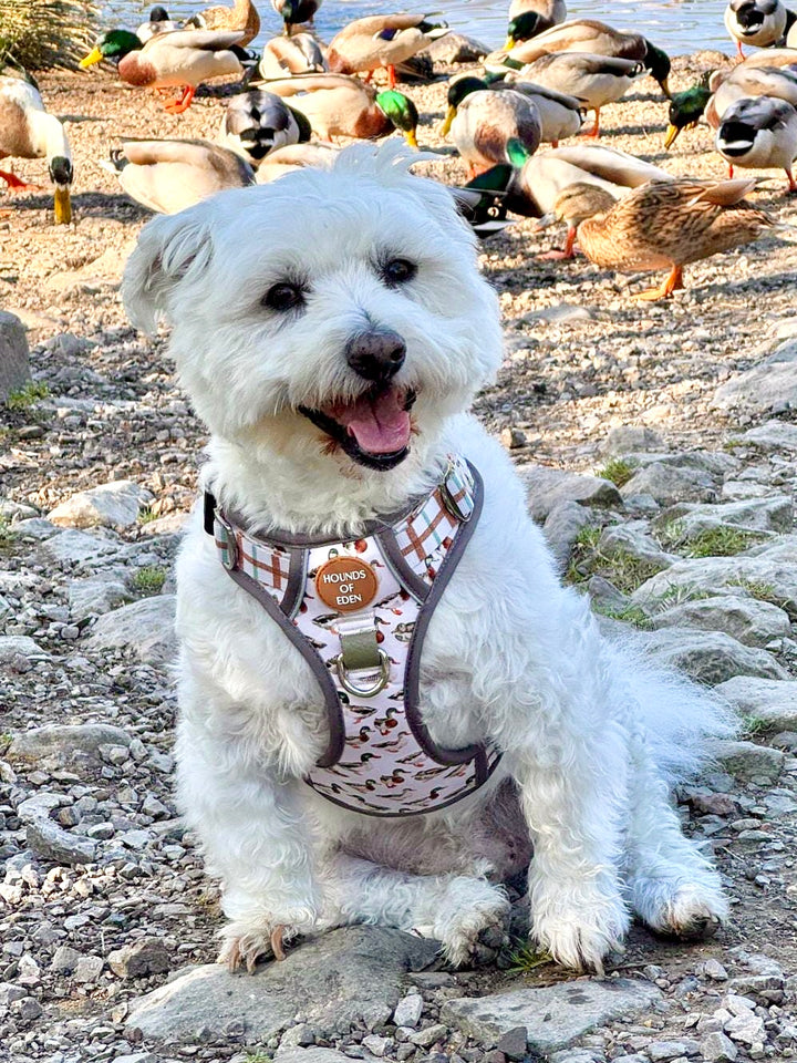 Puddle Ducks-  Supaw Strong™ Dog Harness (XS-XL)