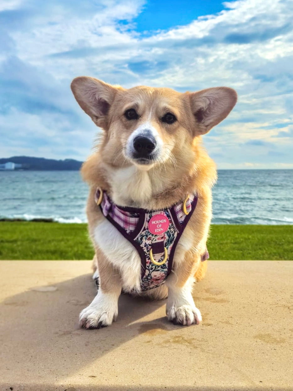 Patchy’s Plum Petals - Supaw Strong™ Dog Harness (XS-XL)