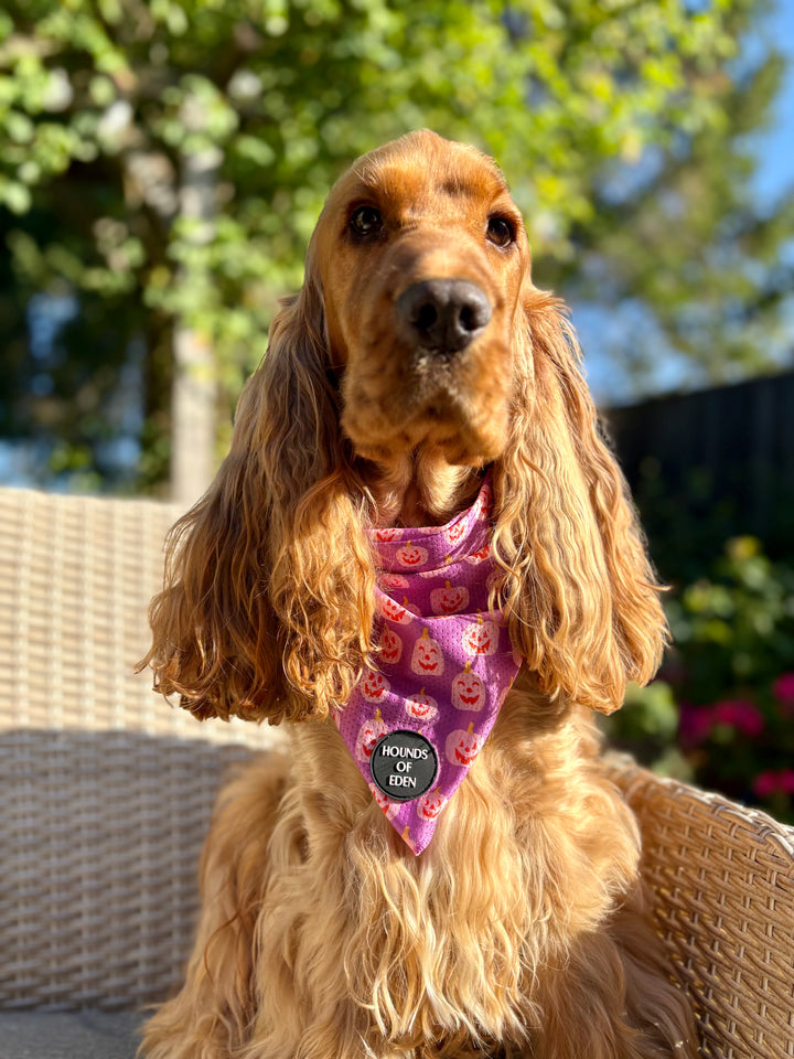 Lilac Grinning Pumpkin Halloween Dog Bandana 🎃