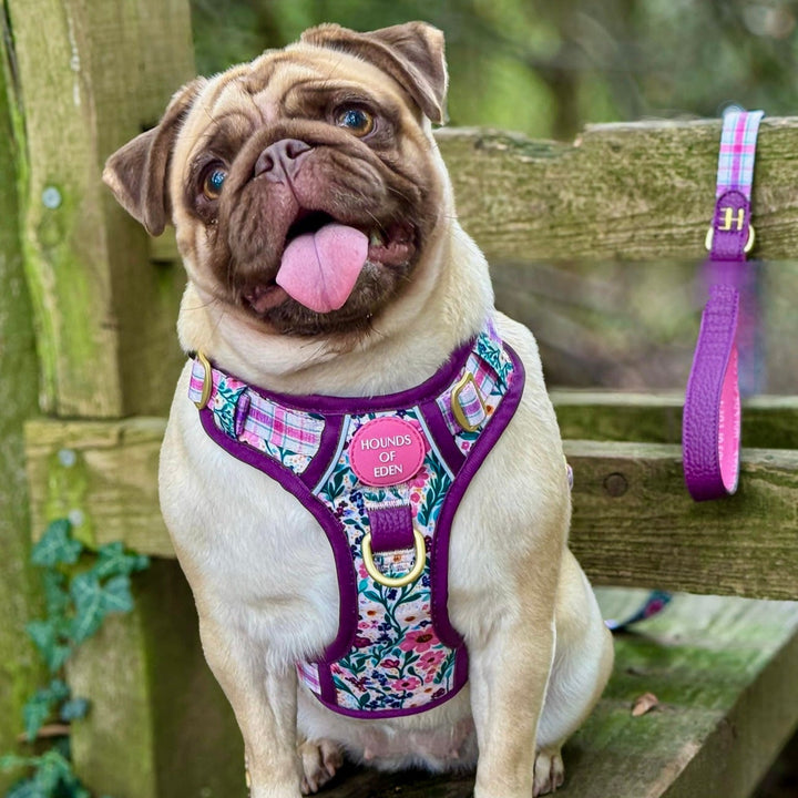 Patchy’s Plum Petals - Leather Dog Lead