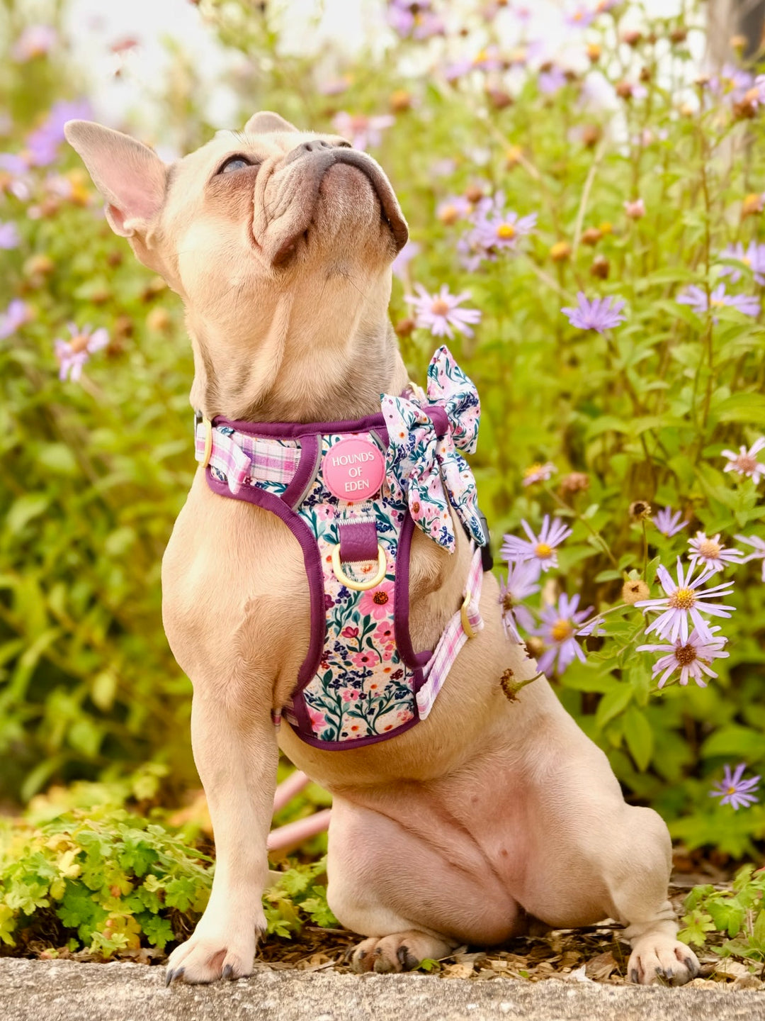 Patchy’s Plum Petals - Supaw Strong™ Dog Harness (XS-XL)