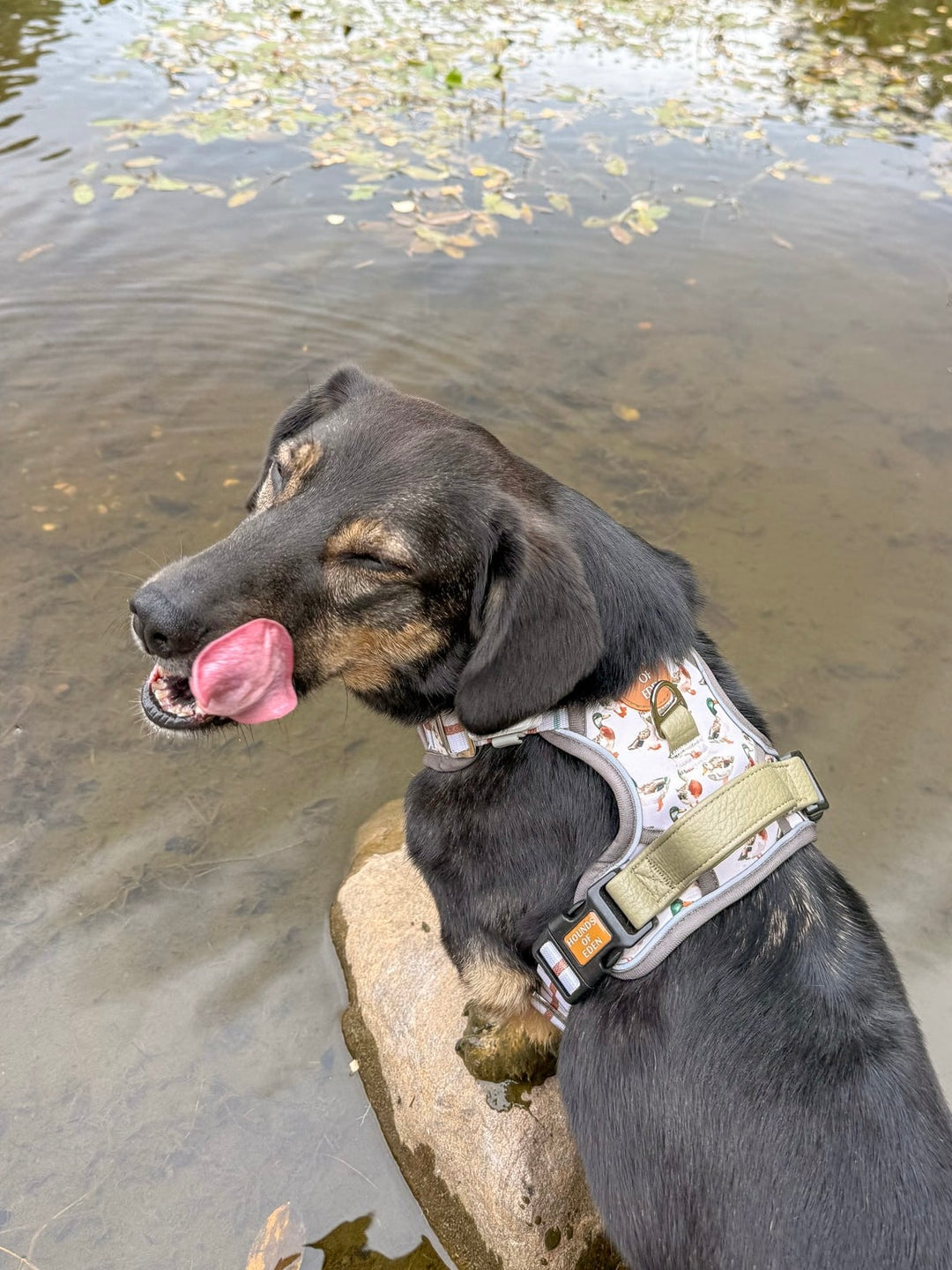 Puddle Ducks-  Supaw Strong™ Dog Harness (XS-XL)