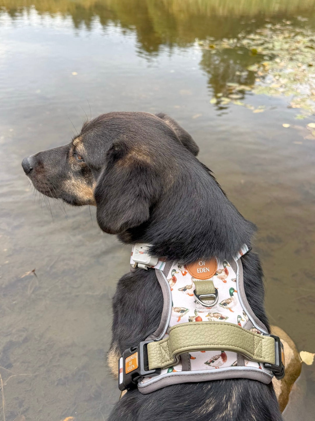 Puddle Ducks-  Supaw Strong™ Dog Harness (XS-XL)