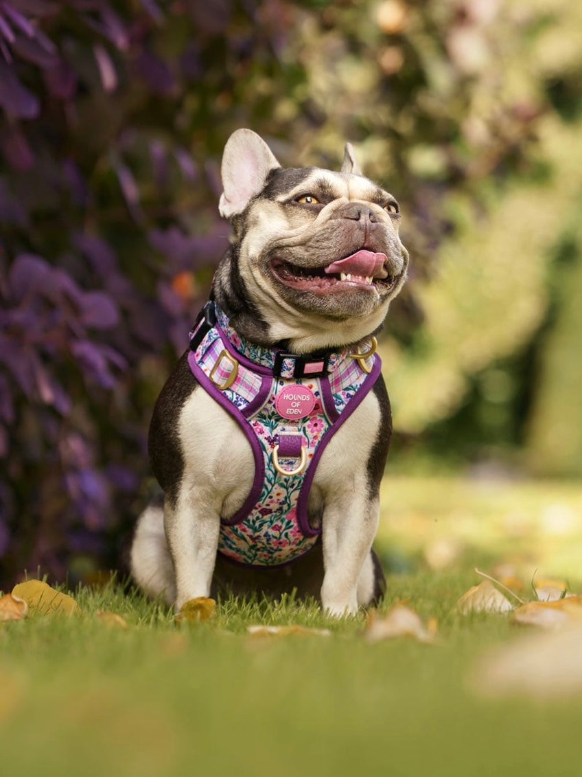 Patchy’s Plum Petals - Supaw Strong™ Dog Harness (XS-XL)