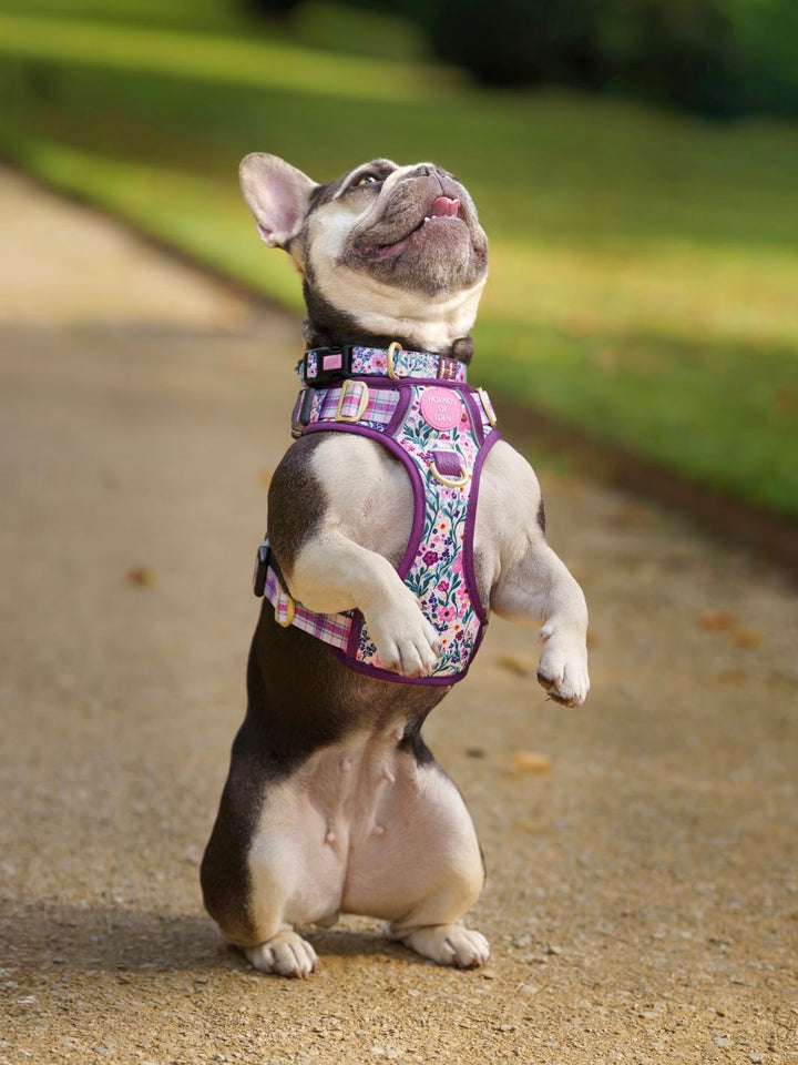 Patchy’s Plum Petals - Supaw Strong™ Dog Harness (XS-XL)