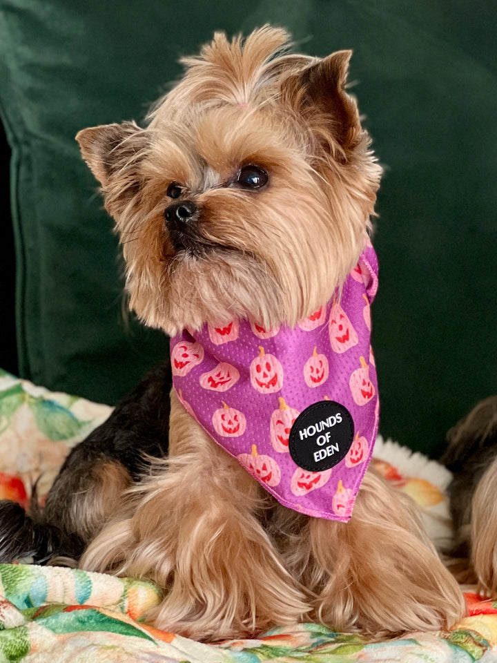 Lilac Grinning Pumpkin Halloween Dog Bandana 🎃