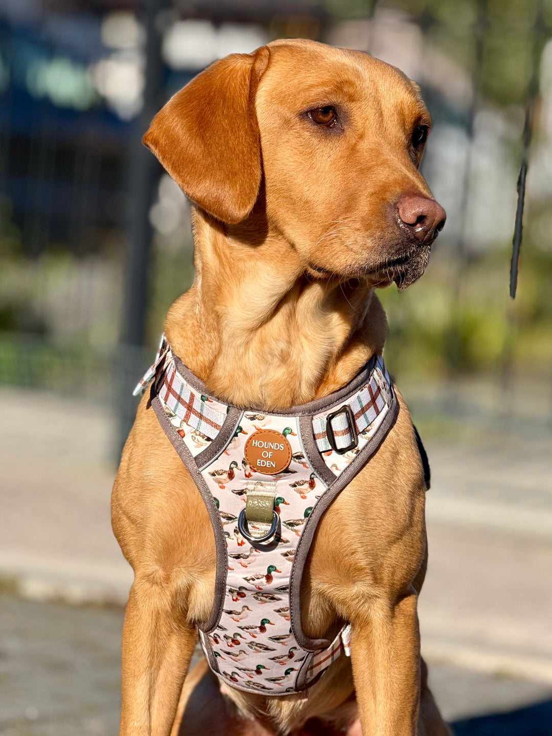 Puddle Ducks-  Supaw Strong™ Dog Harness (XS-XL)