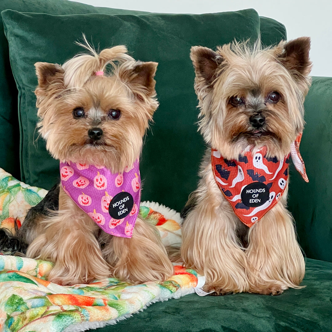 Lilac Grinning Pumpkin Halloween Dog Bandana 🎃