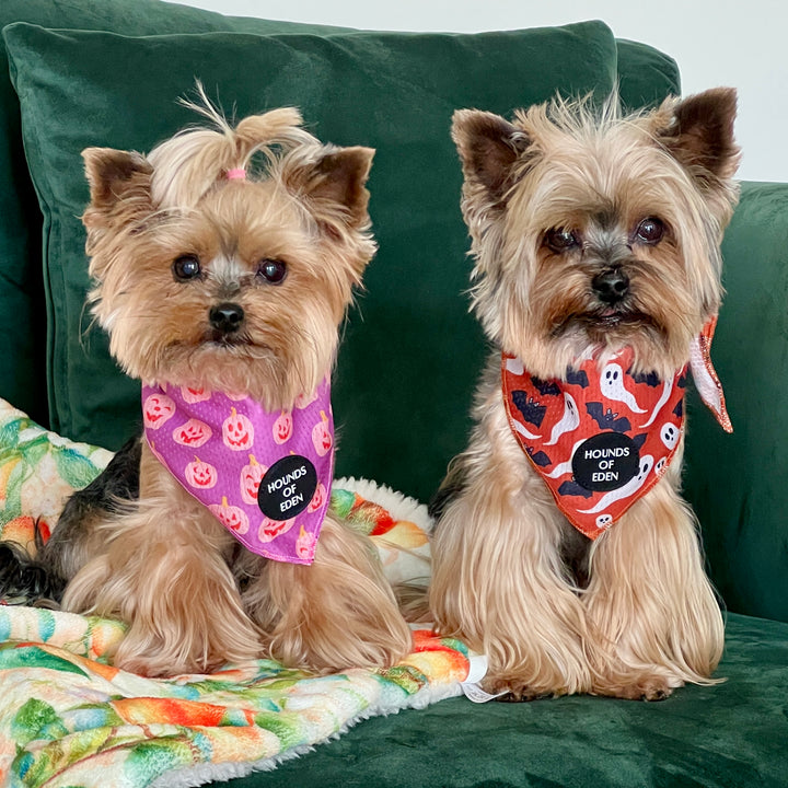 Lilac Grinning Pumpkin Halloween Dog Bandana 🎃