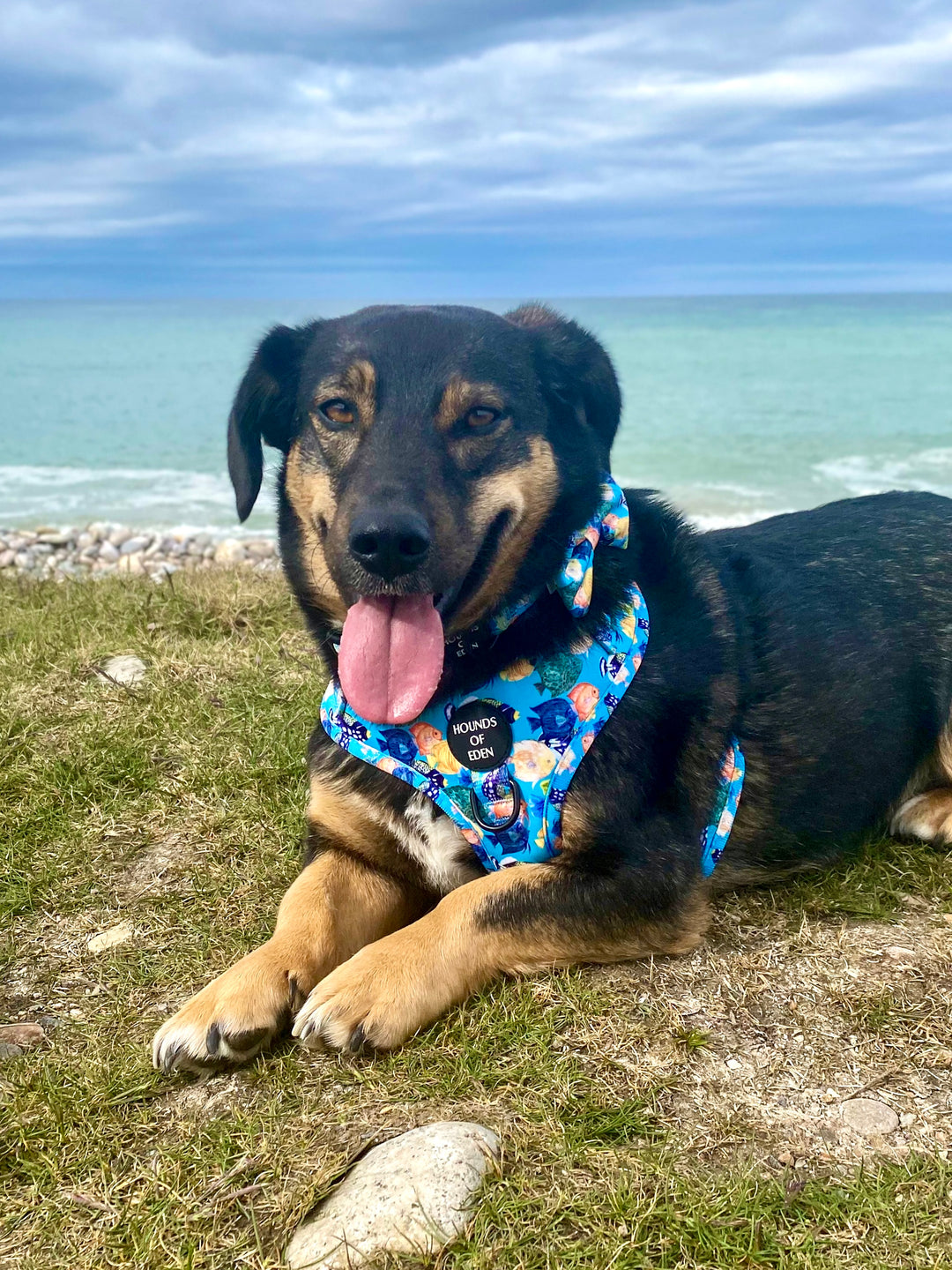 Under The Sea Design Dog Lead