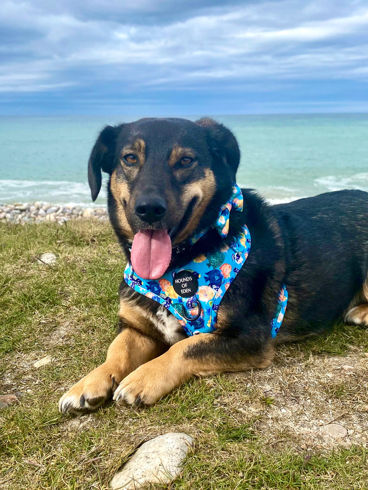 Under The Sea Design Dog Lead