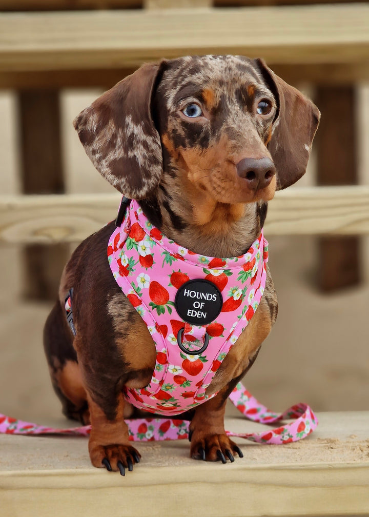 Strawberry Patch Design Dog Collar