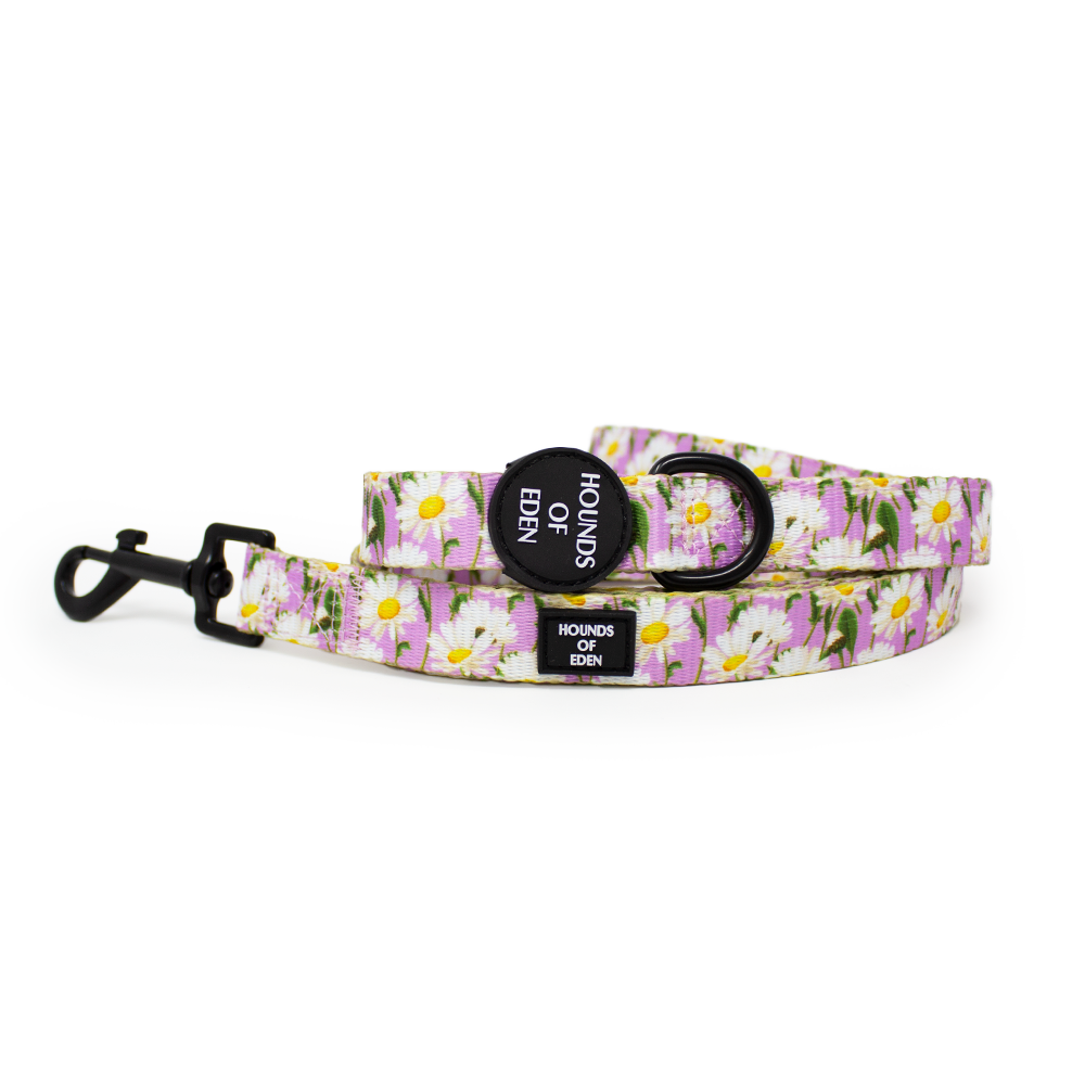 Daisy Dreams Design Dog Collar