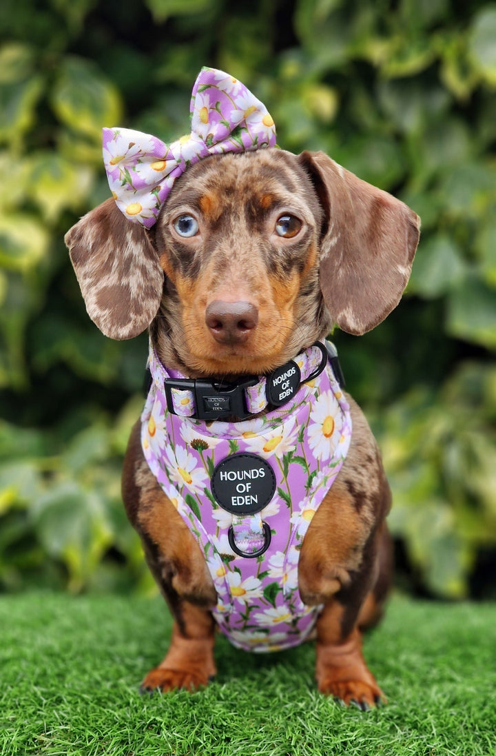 Daisy Dreams Design Dog Collar