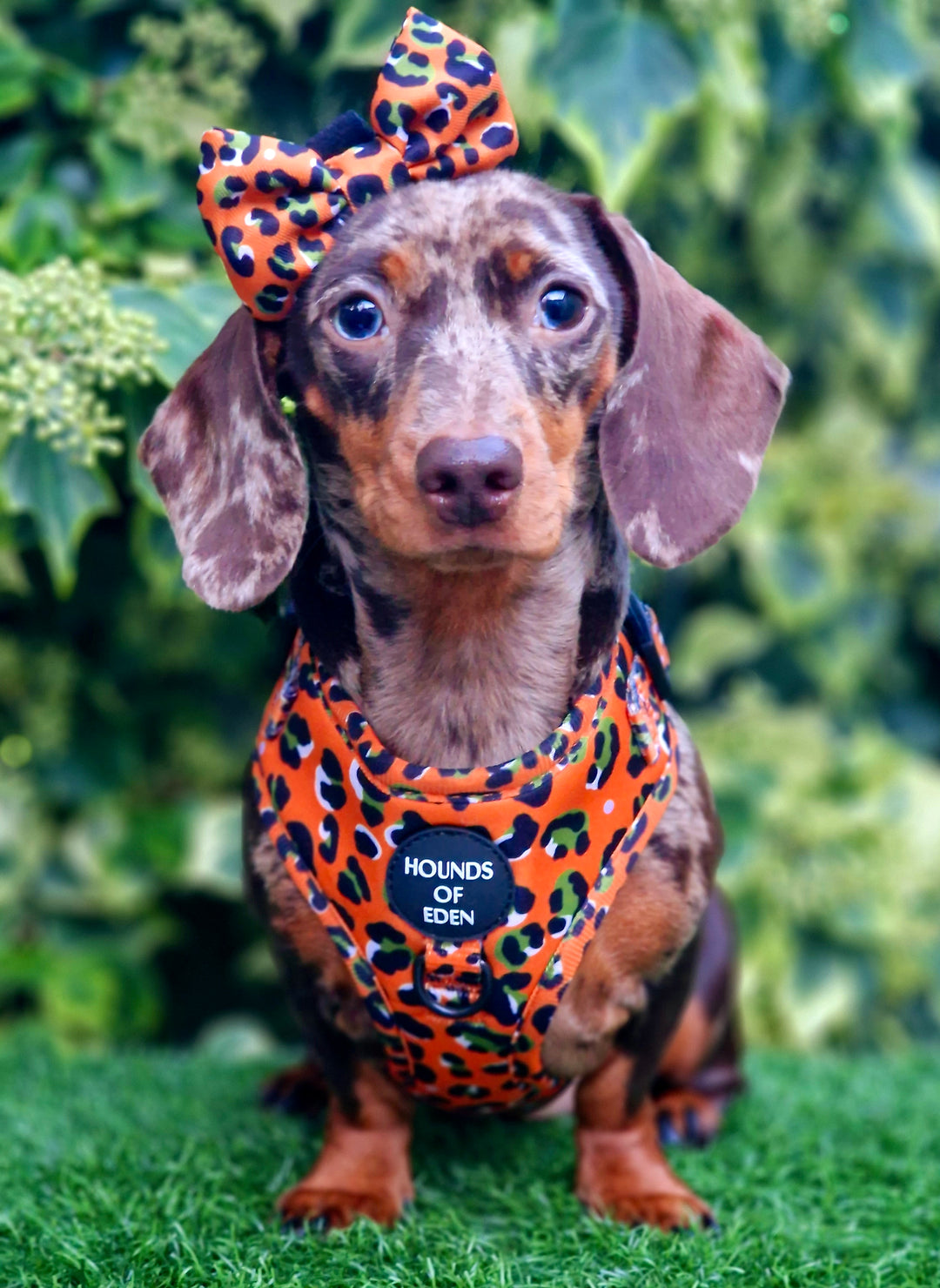Burnt Orange Leopard Design Dog Harness