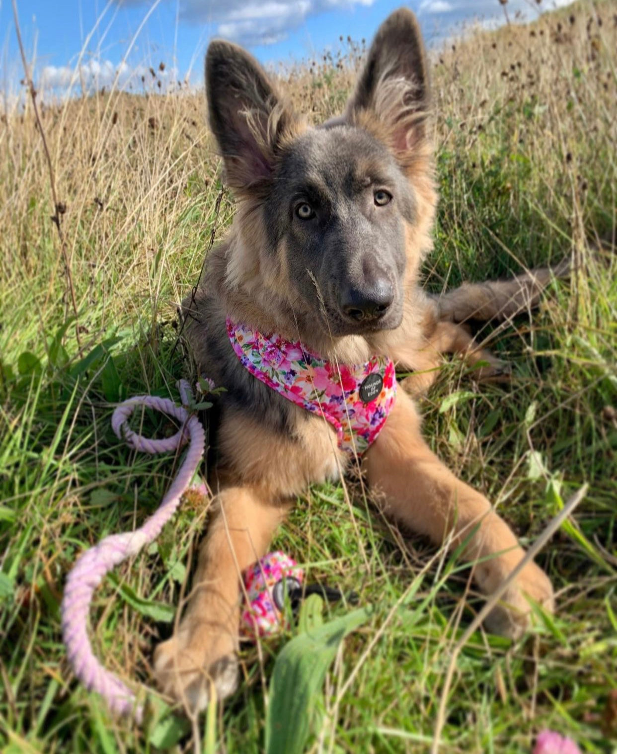 Florentina Hundehalsband Mit Blumenmuster - Größe XS, Verstellbar, Neopren Gepolstert